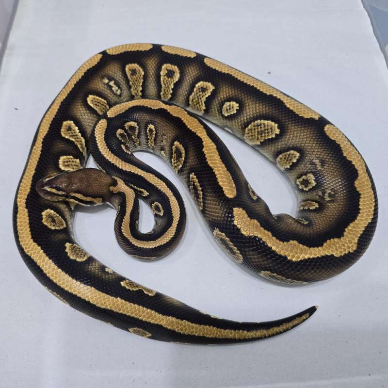 [ULTRA RARE] Stranger YB het Clown