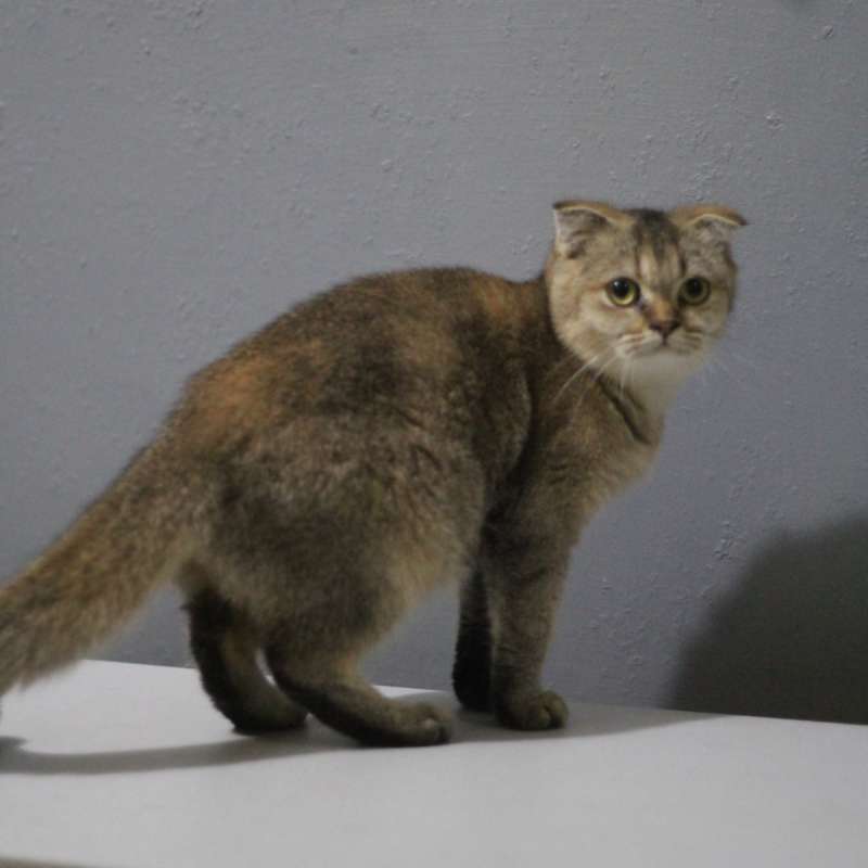 british short hair and Scottish fold