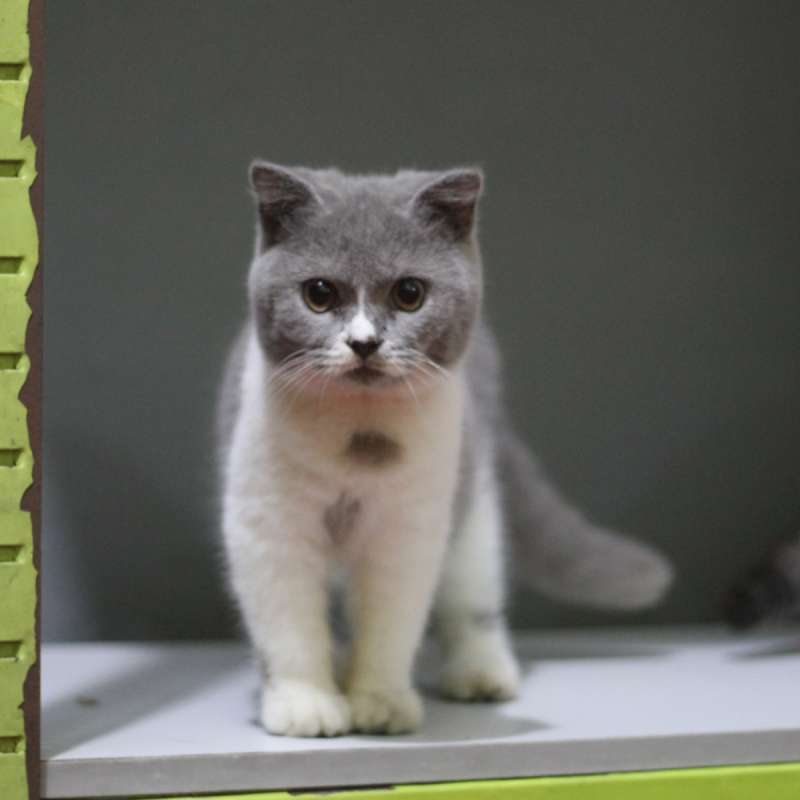 british short hair and scottish fold