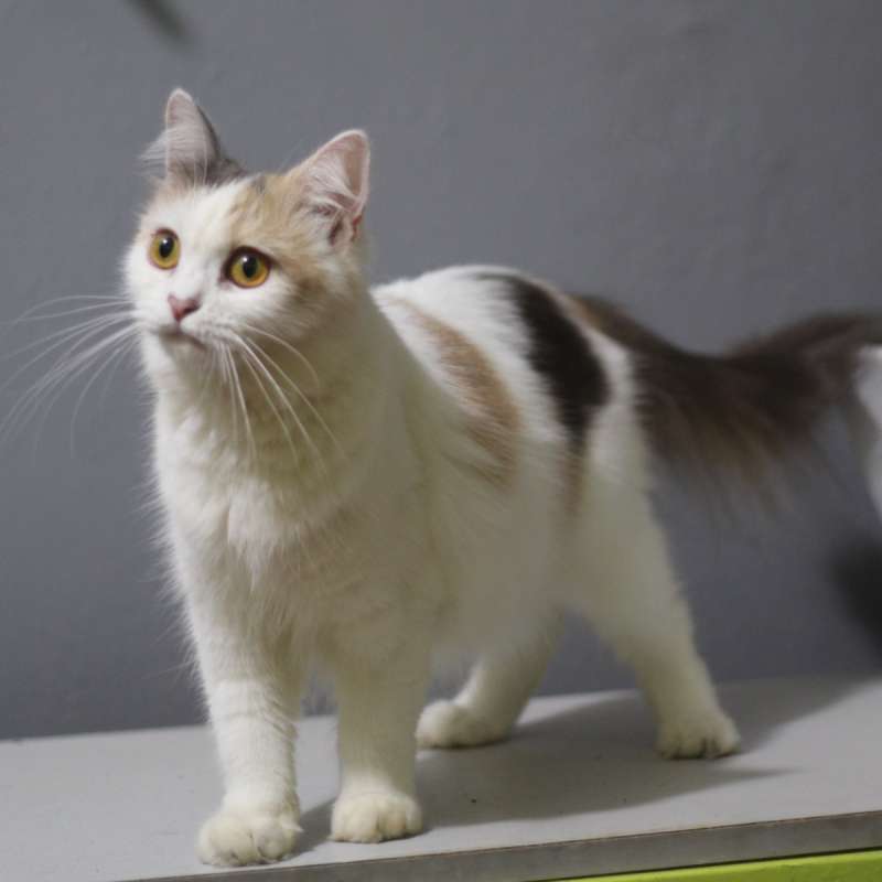 brittish short hair and scottish fold