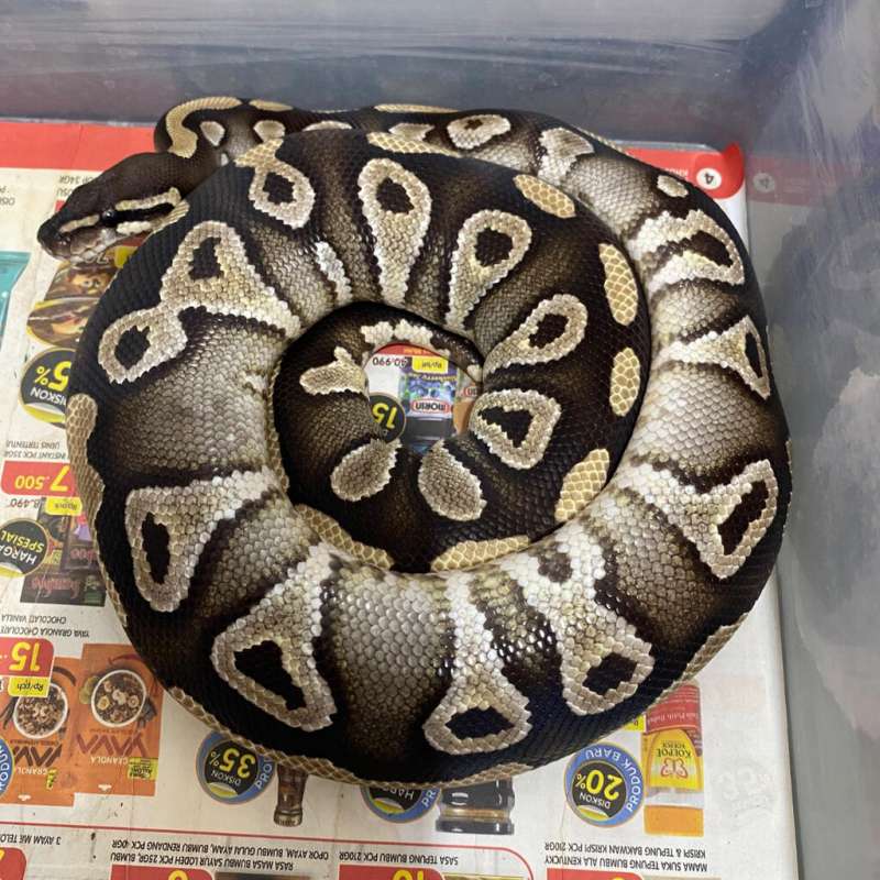 mojave dh hypo clown