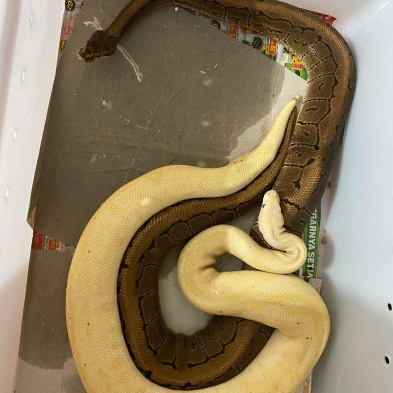 pinstripe spotnose het clown
