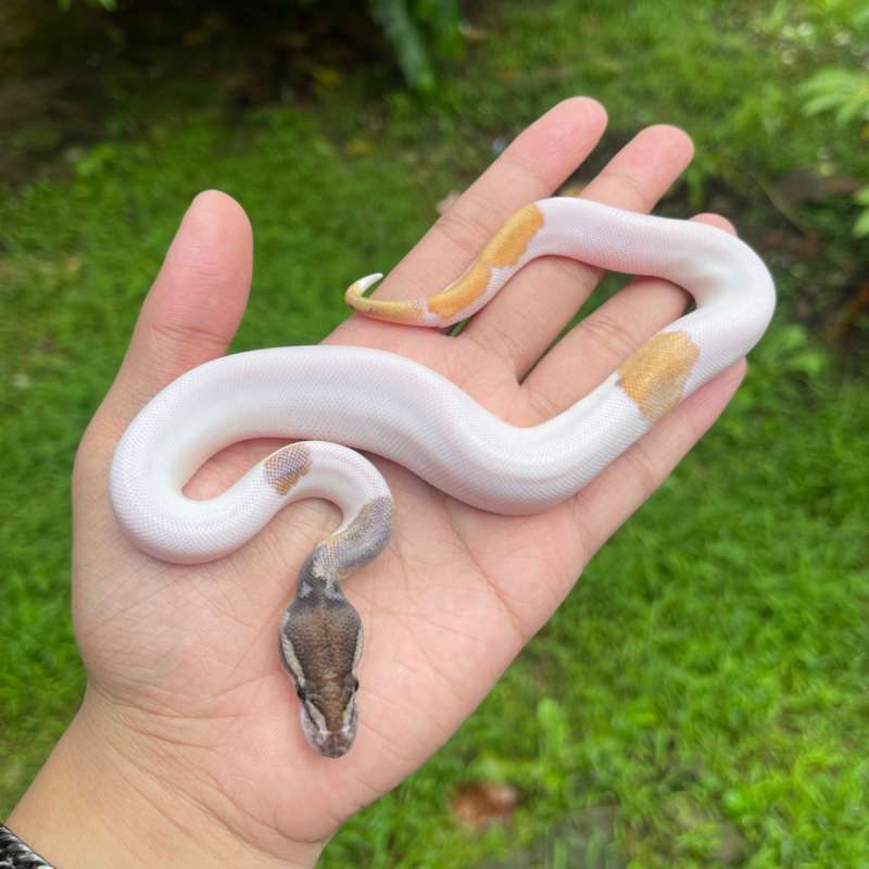 blackpewter mojave pied