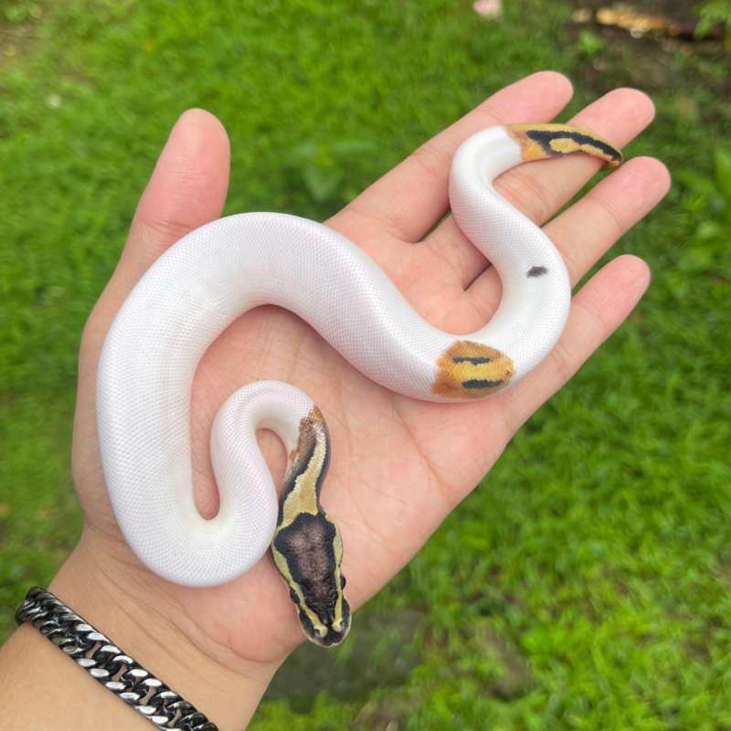 Pastel pied hi white