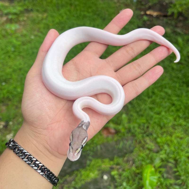 blackpewter pied poss mojave hi white