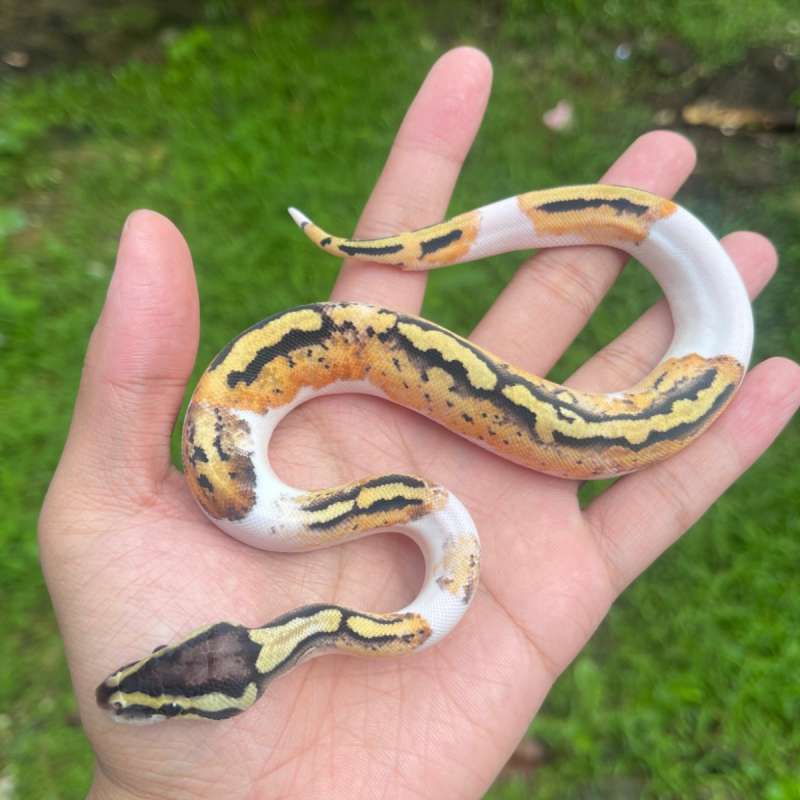 F pastel pied