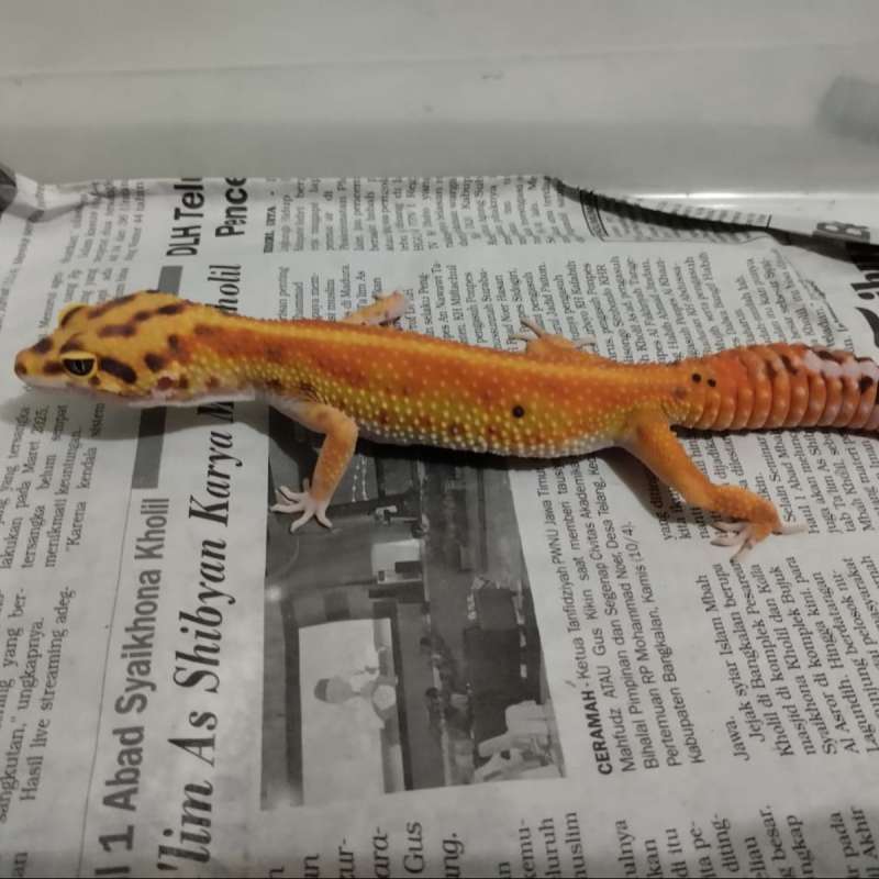 Emerine Red Stripe het Tremper