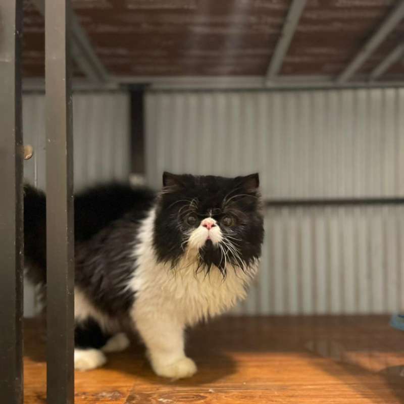 Kucing Persia Peaknose