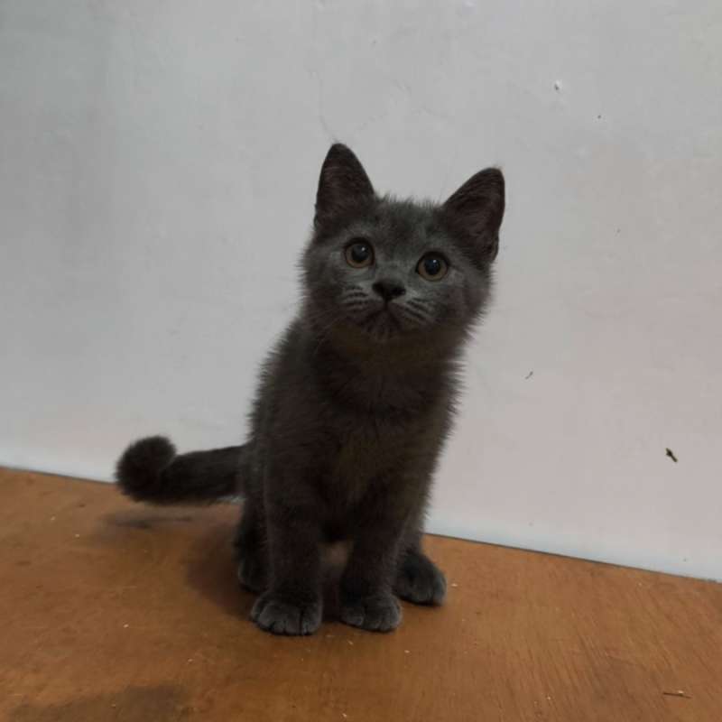 British Shorthair Blue