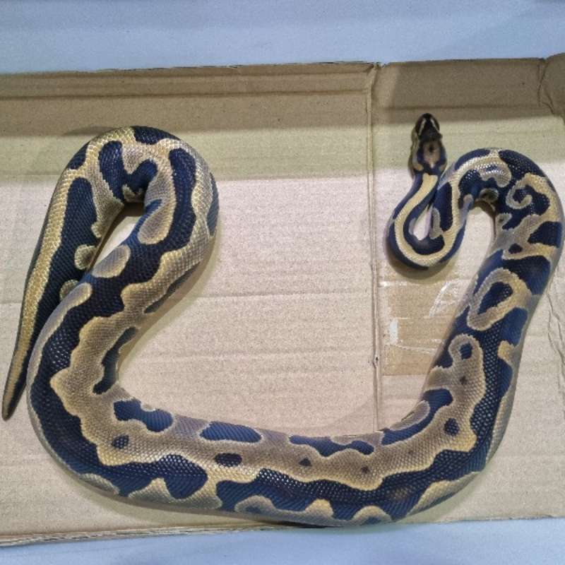 Bp Leopard 66%het clown hp phantom