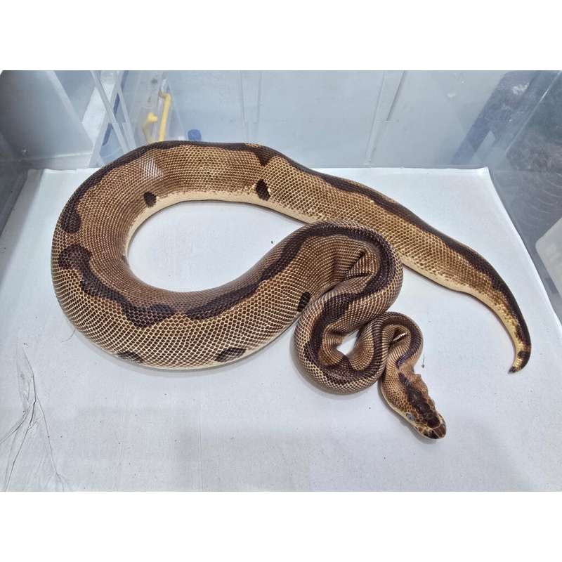 Female Enchi Leopard Clown [BREEDING SIZE] 1486gr