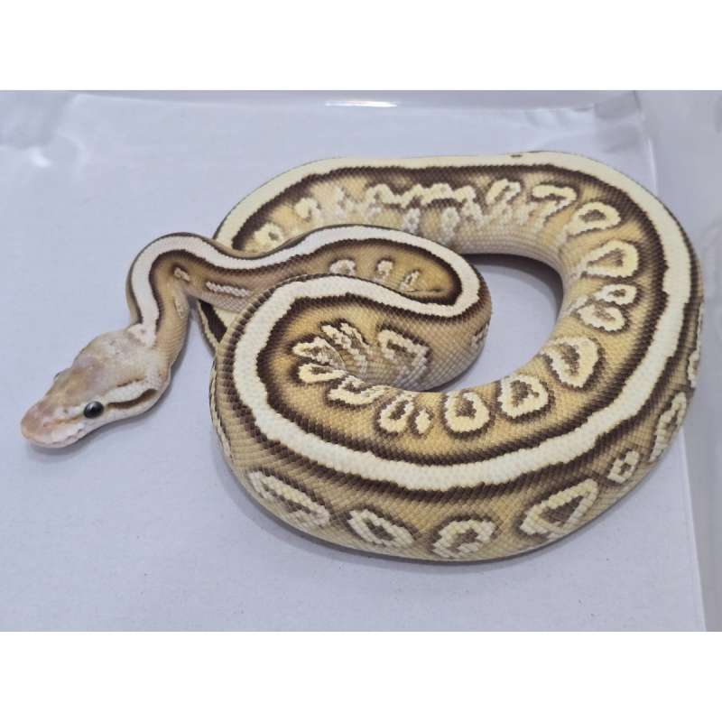 F FireFly Spotnose Cypress Phantom het Clown