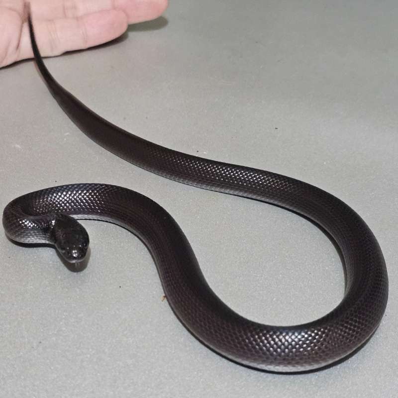 Mexican Black Kingsnake