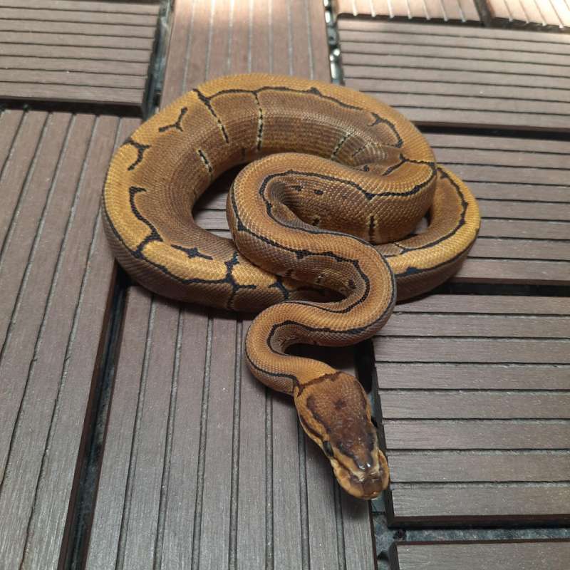 F - Pinstripe Het Clown