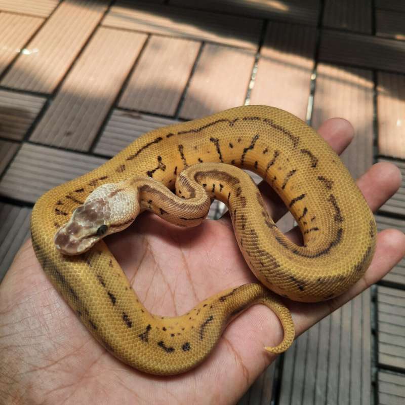 M - Pastel Leopard Pinstripe Het Clown