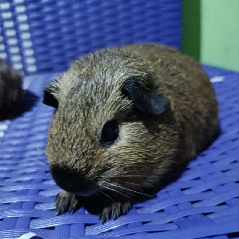 marmut California Guinea pig
