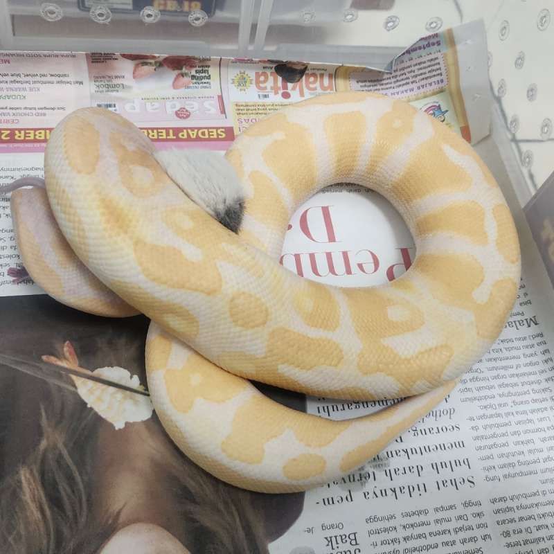 Lavender het Pied 66 Clown