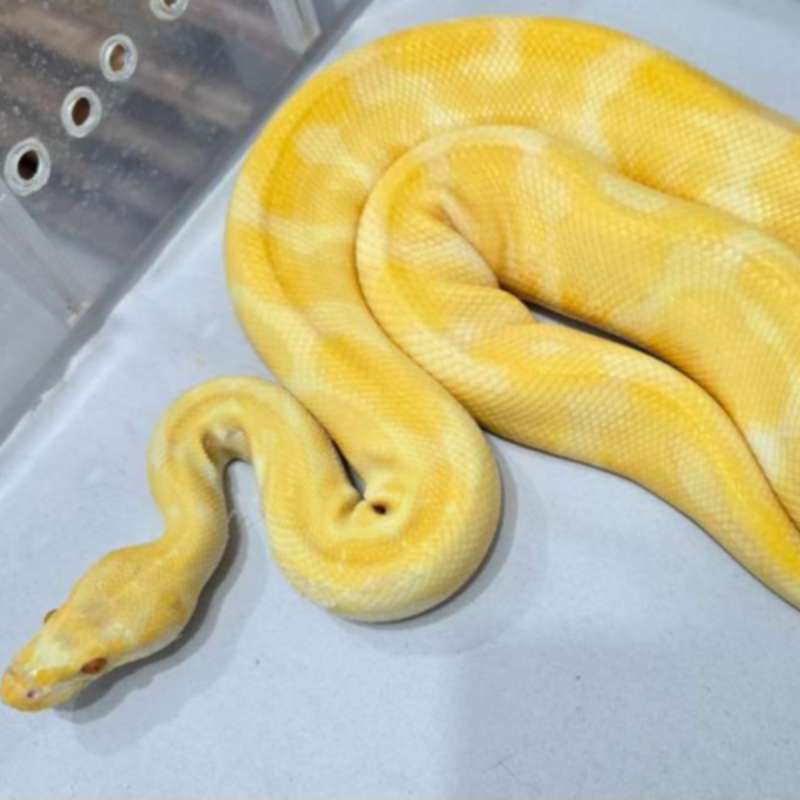 M Albino Enchi het Pied