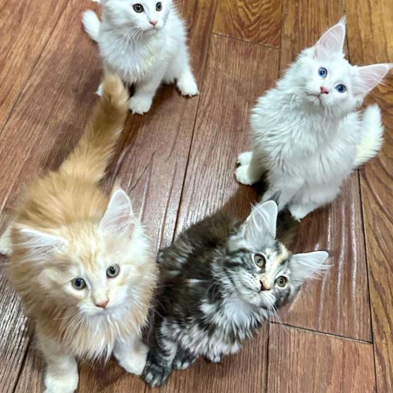 Mainecoon Kualitas Show - Bicolor Red