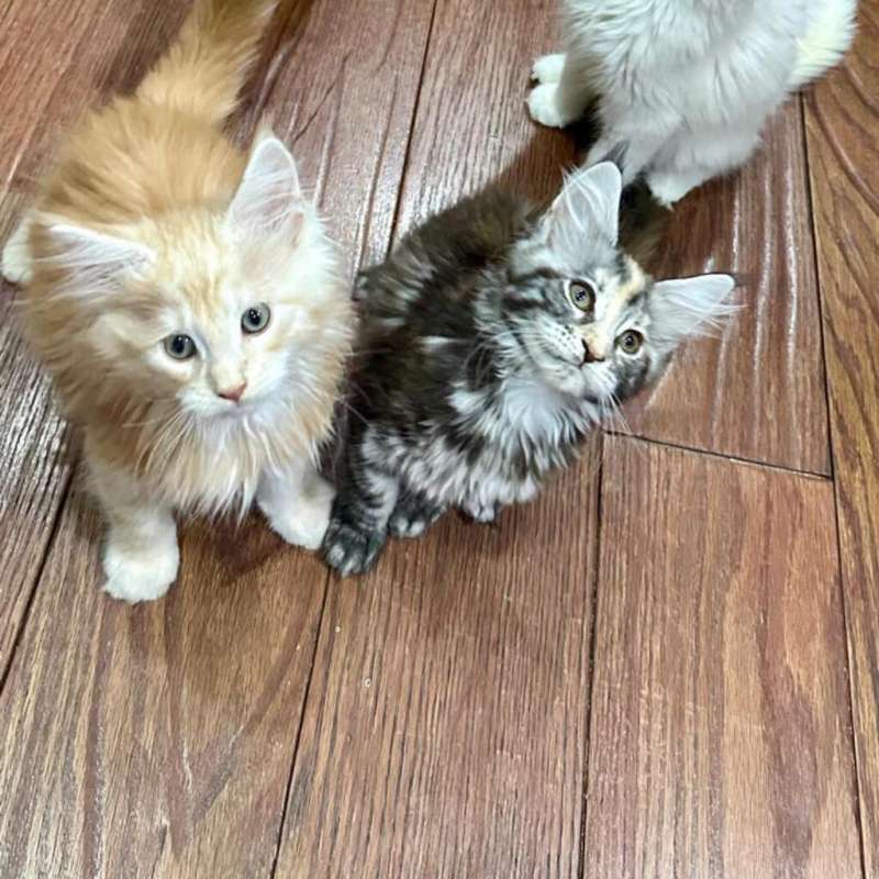 Mainecoon Kualitas Show - Bicolor Black