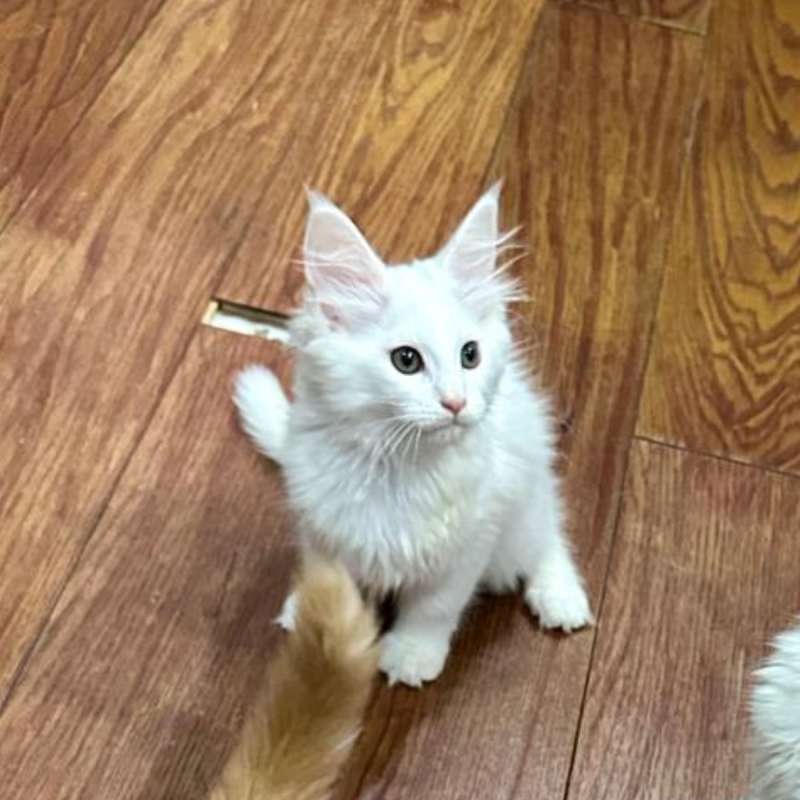 Mainecoon Kualitas Show - White Solid