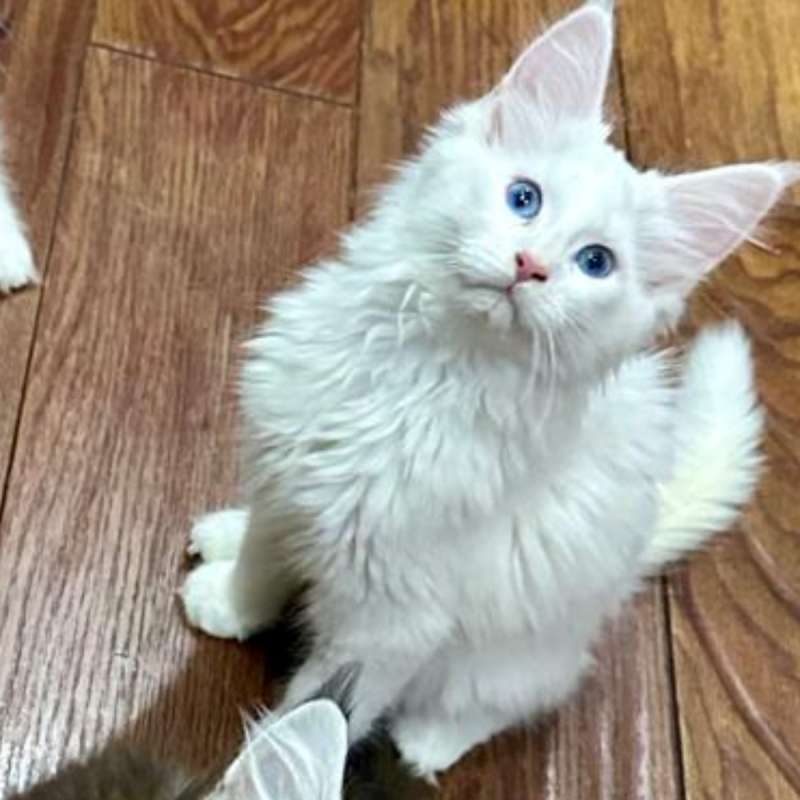 Mainecoon Kualitas Show - White Solid Blue Eyes