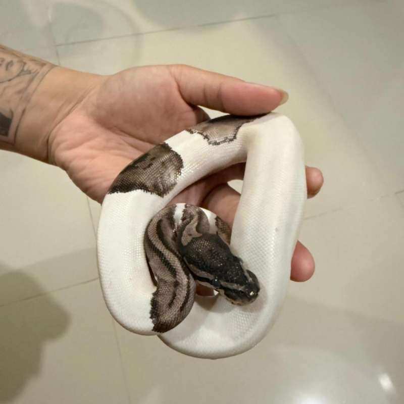 Axanthic Pied Ballpython