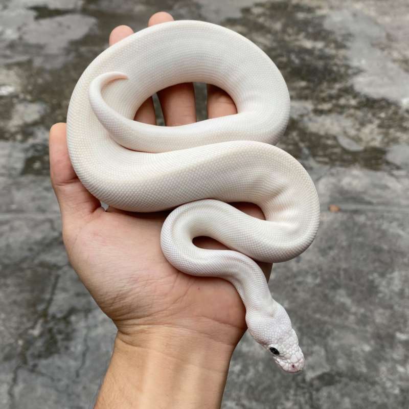Blue Eyed Leucistic ( But/But )