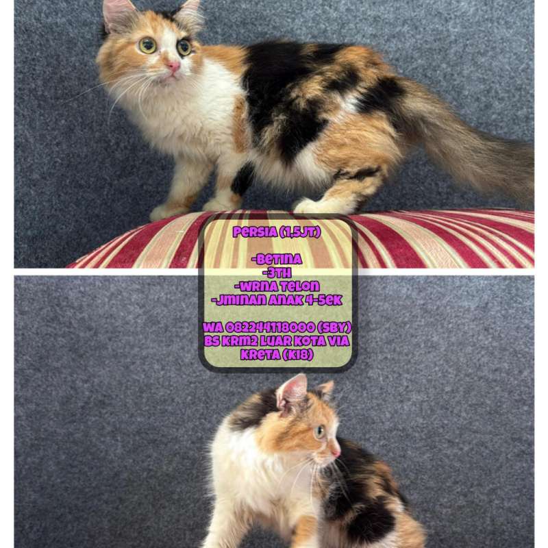 Kucing Persia (Telon)