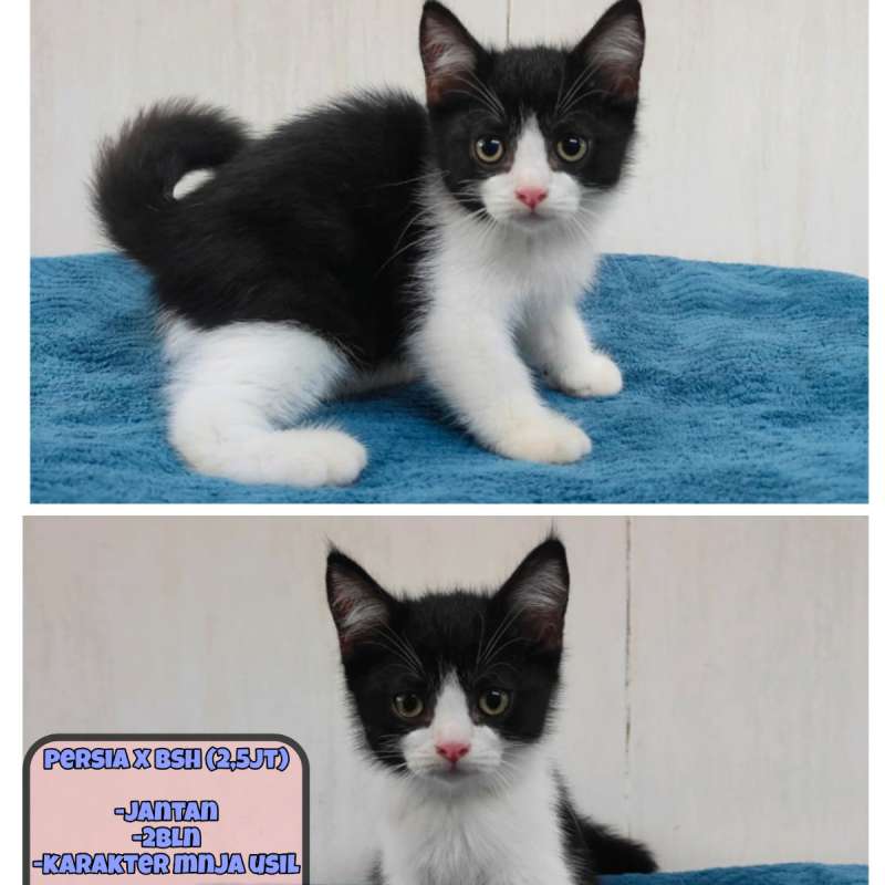 Kucing Persia x Bsh (Bicolor)