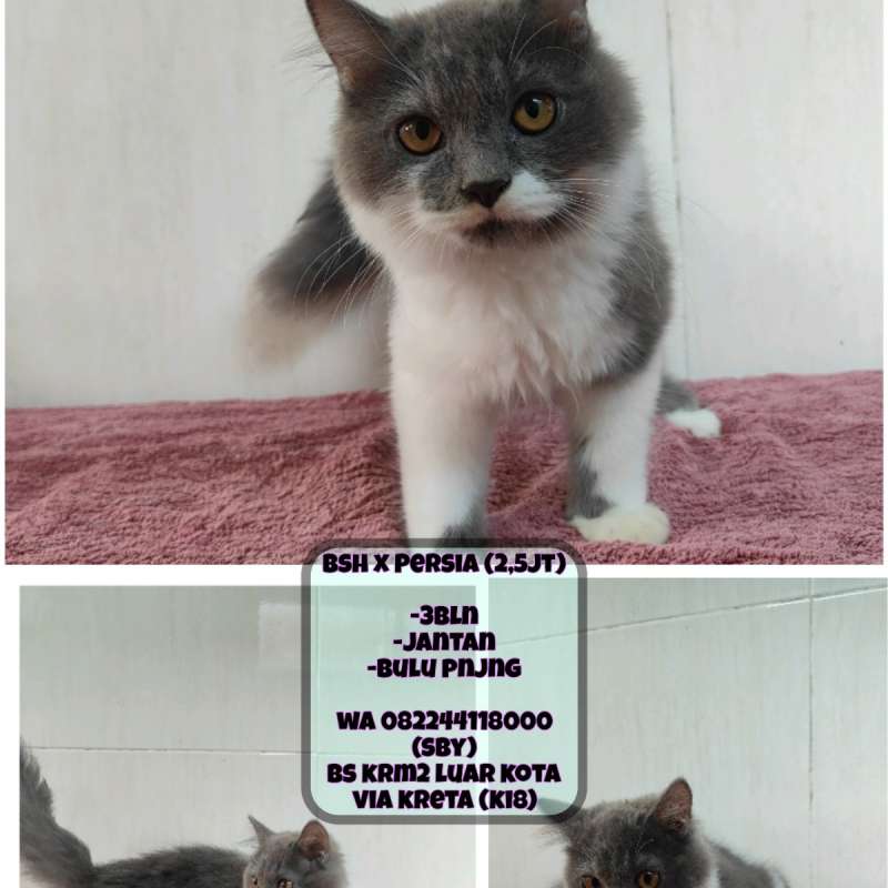 Kucing Persia x Bsh (Bicolor)