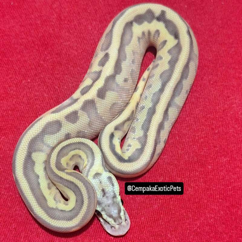 Leopard Lesser Pastel