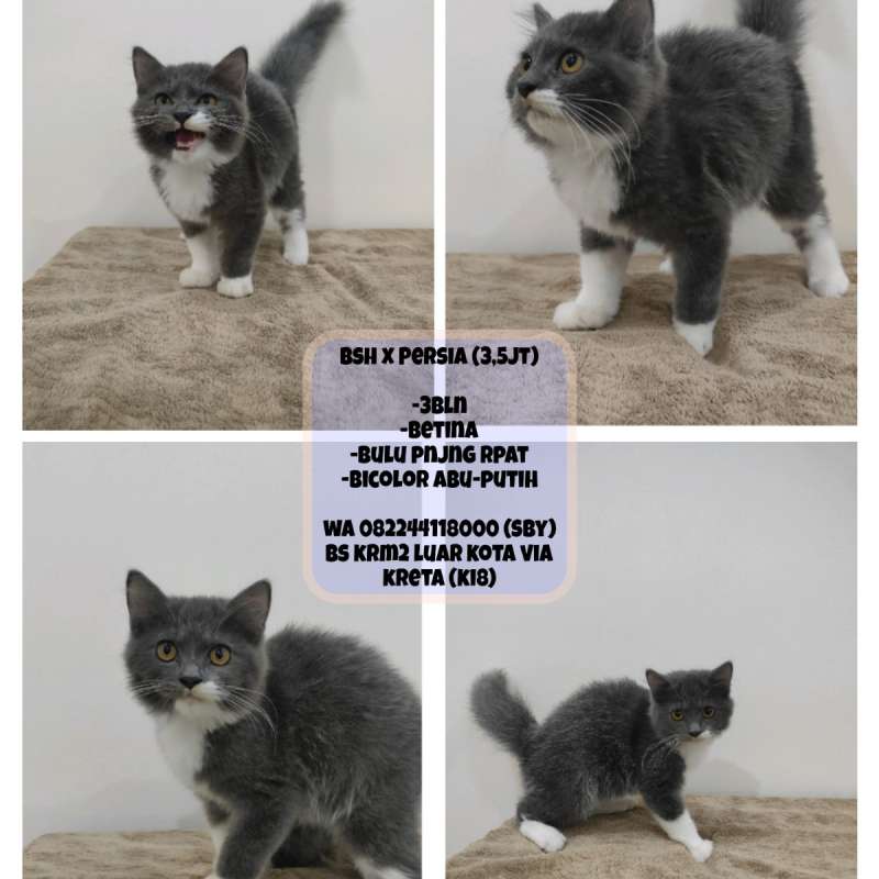Kucing Persia x Bsh (Bicolor)