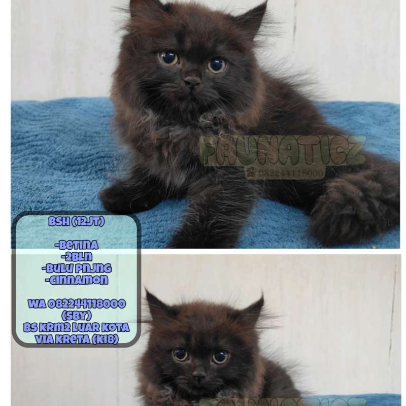 Kucing Bsh (Cinnamon)