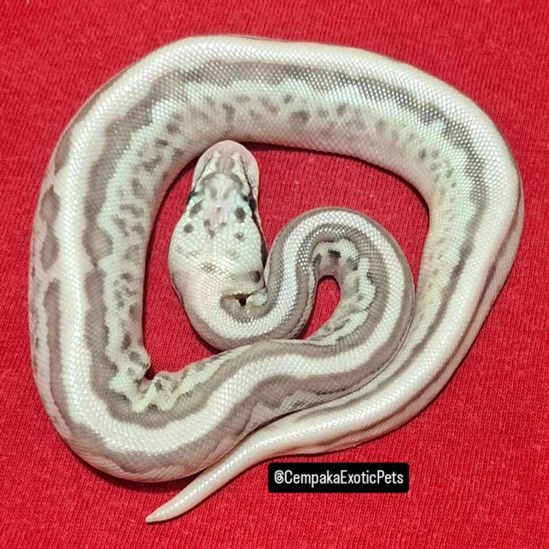 Leopard Lesser Pastel Spotnose