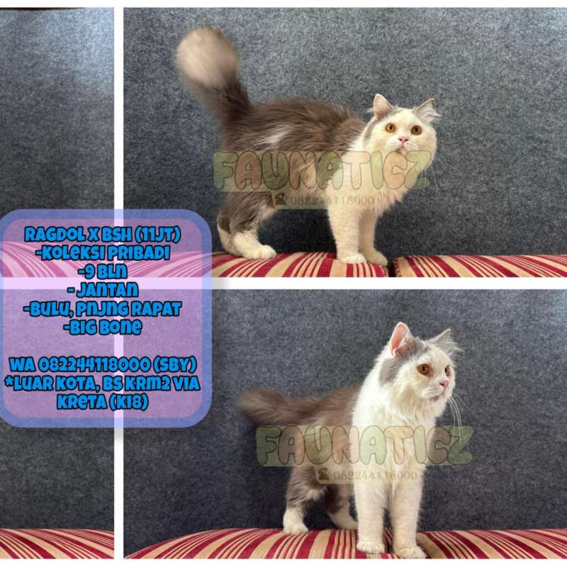 Kucing Bsh x Ragdoll (koleksi pribadi)