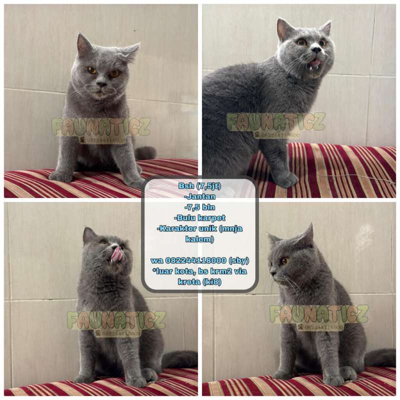 Kucing Bsh abu-abu (wrna favorit)