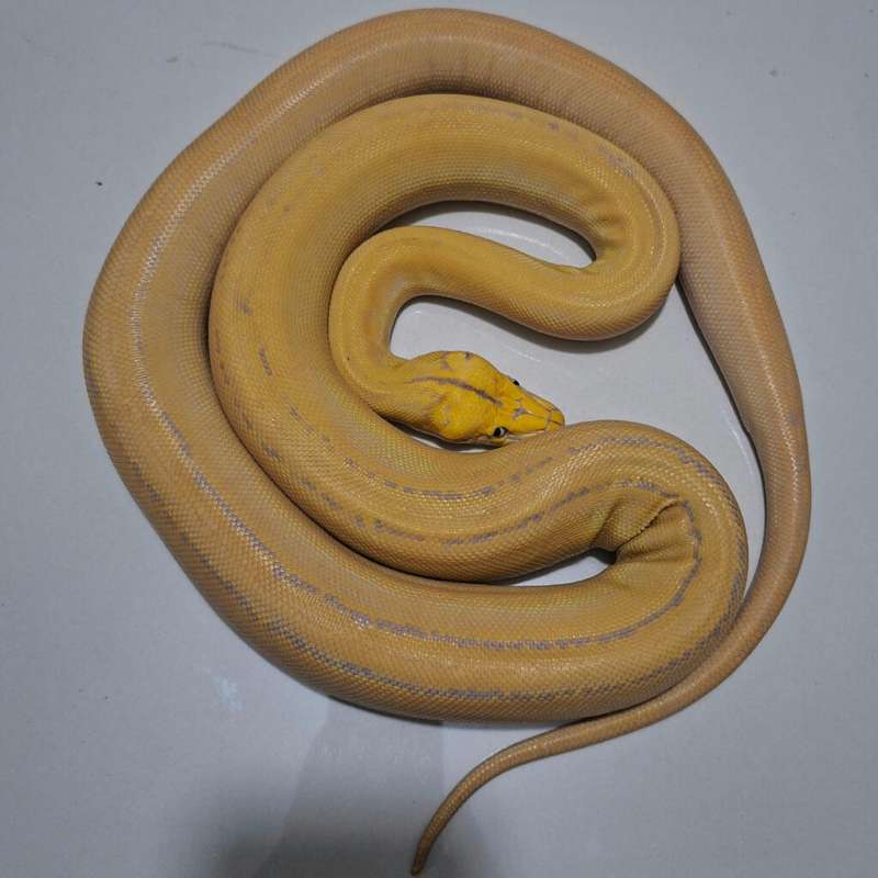 Golden Child Tiger Purple