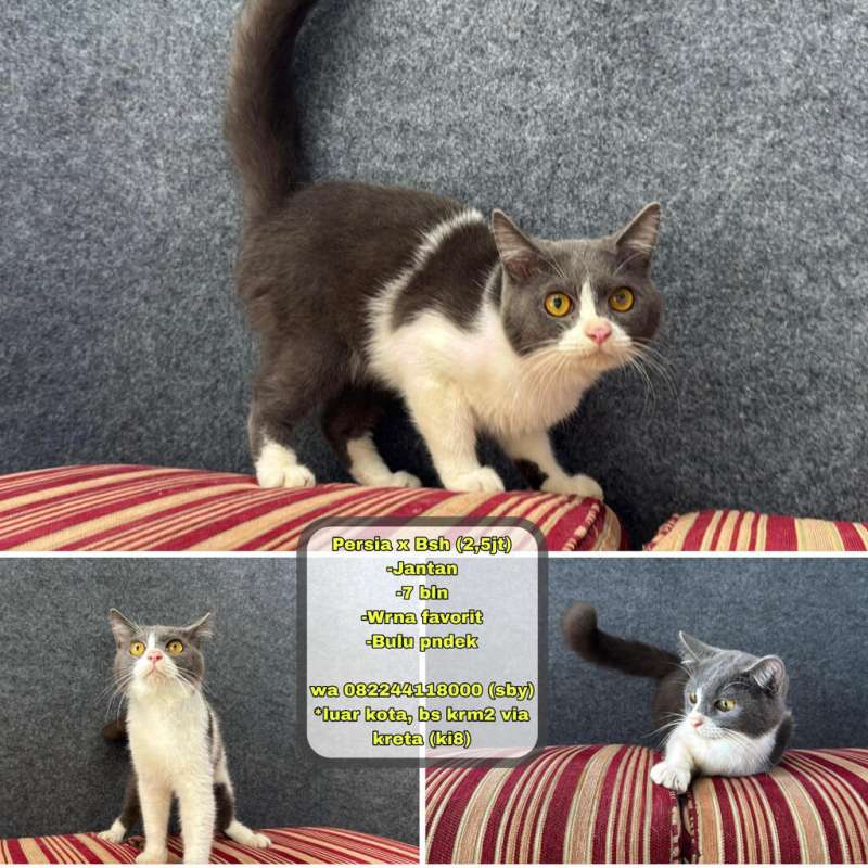 Kucing Persia x Bsh (abu putih)