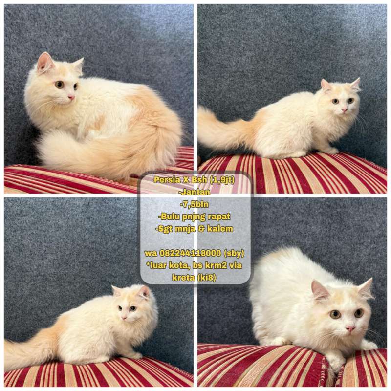 Kucing Persia x Bsh (cream)