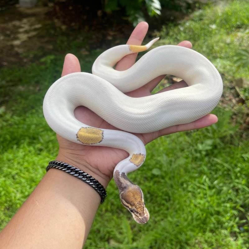 F orange dream mojave pied