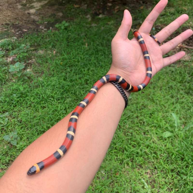 Milksnake sinaloan