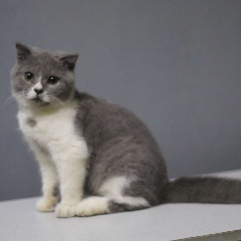 british short hair and scottish fold
