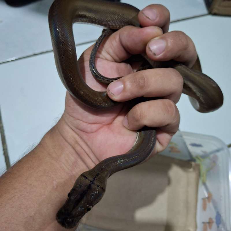 Raticulatus Golden Child Het Tiger Plati