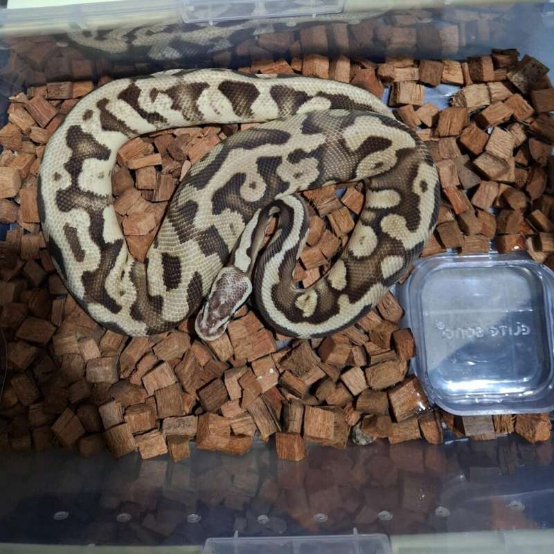 Butter Super Pastel Female