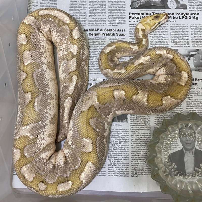 bamboo fire orange dream