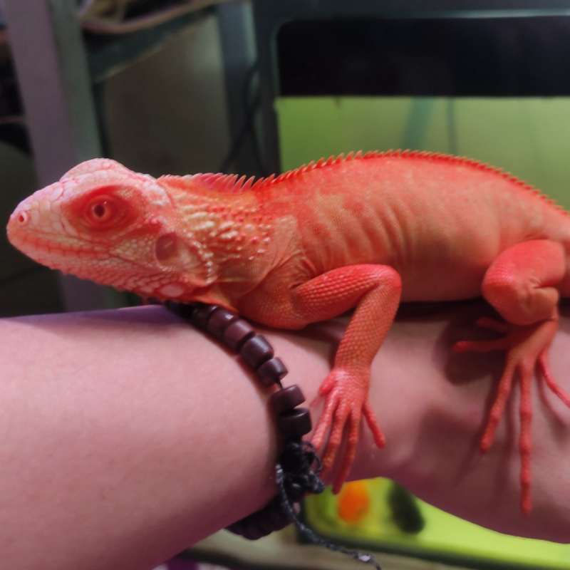 Red albino size 63cm -+ pedaaaaaaaaassss