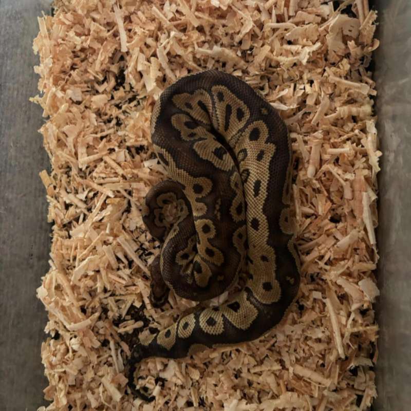 Ballpython Clown