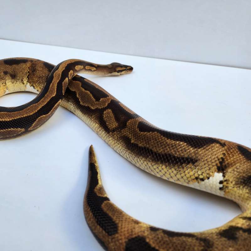 Leopard Pied Het Albino.