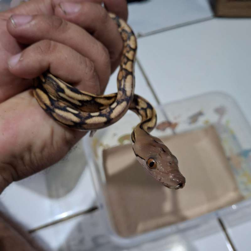 Raticulatus Python Tiger Plati